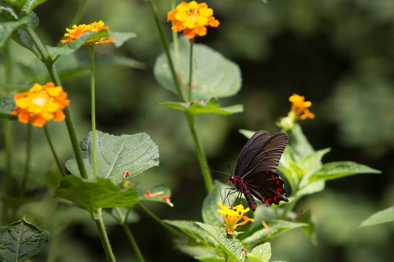 Butterfly Park, Costa Brava