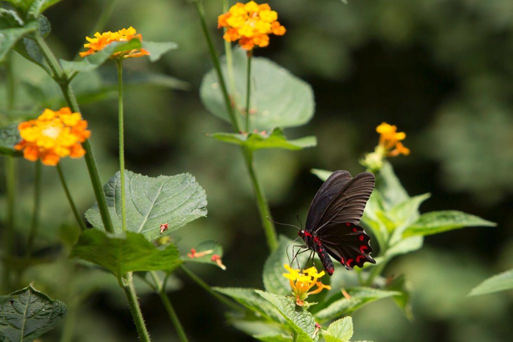 Butterfly Park, Empuriabrava