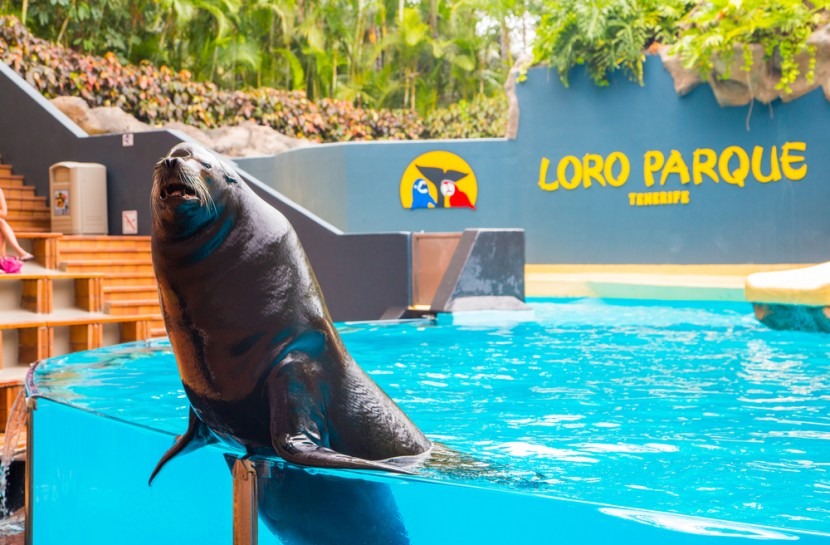 Loro Parque Tenerife