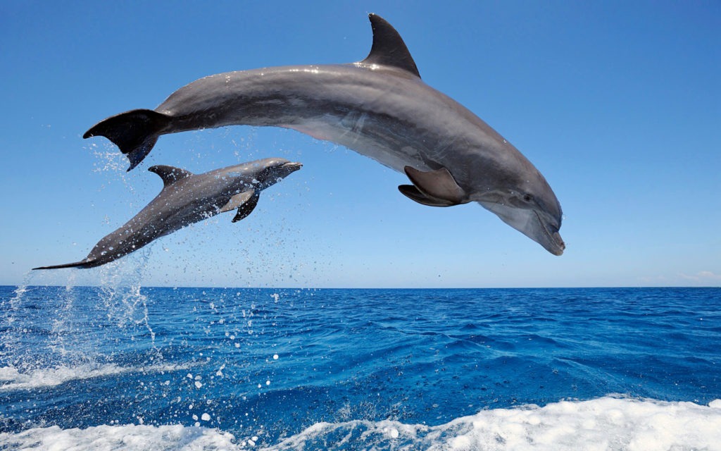 Whale-and-Dolphin-watching, Tenerife