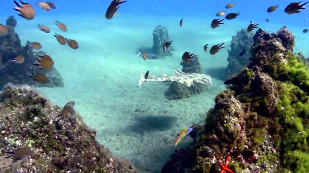 diving lanzarote